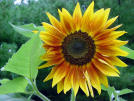 green sunflower11.jpg
